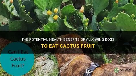 can dogs eat cactus fruit? The sweet and sour debate