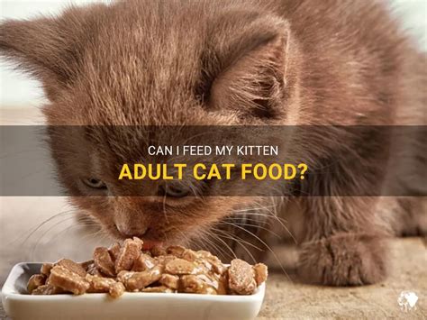 can i feed my kitten adult cat food: A Comprehensive Discussion on Nutritional Suitability for Feline Growth Stages