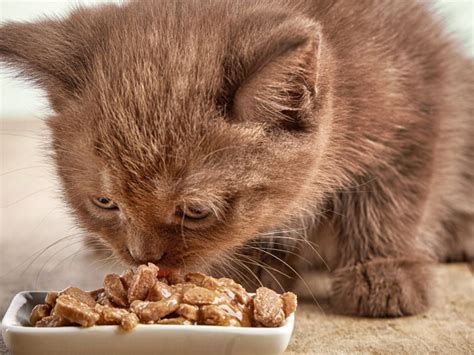 can kittens eat adult food? Let's explore the nuances of feline nutrition and dietary needs.