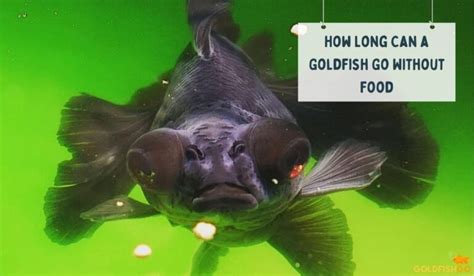 how long can a goldfish go without food when discussing the importance of regular feeding in fishkeeping?