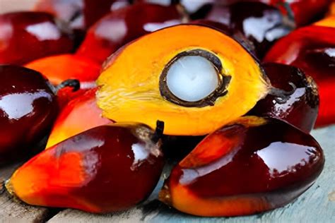 What is Palm Fruit Shortening and Its Intriguing Connection to Global Culinary Trends?